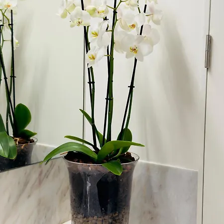 Chiado Luxury Camoes Lisbona